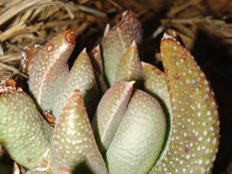 Rabiea albinota solitary leaf rosette